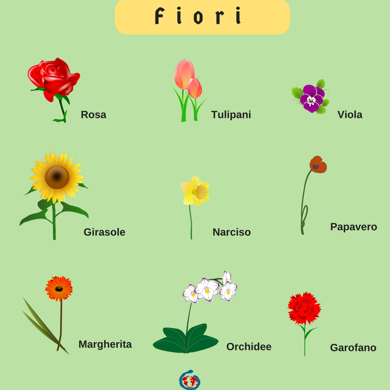 italstina rostliny kvetiny kvety