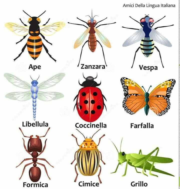 italstina hmyz